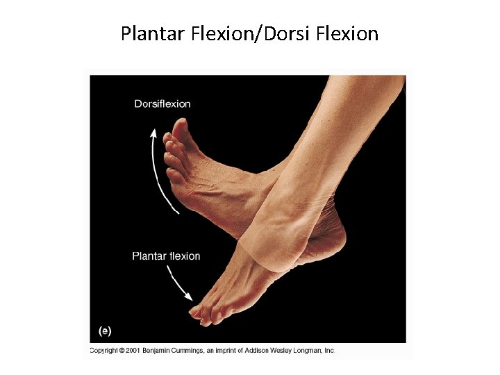 Plantar Flexion/Dorsi Flexion 