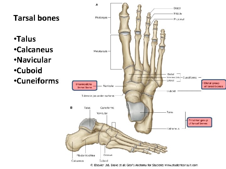 Tarsal bones • Talus • Calcaneus • Navicular • Cuboid • Cuneiforms 