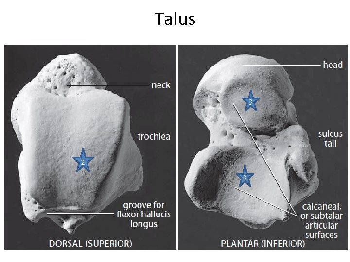 Talus 3 2 3 