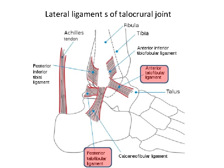 Lateral ligament s of talocrural joint 