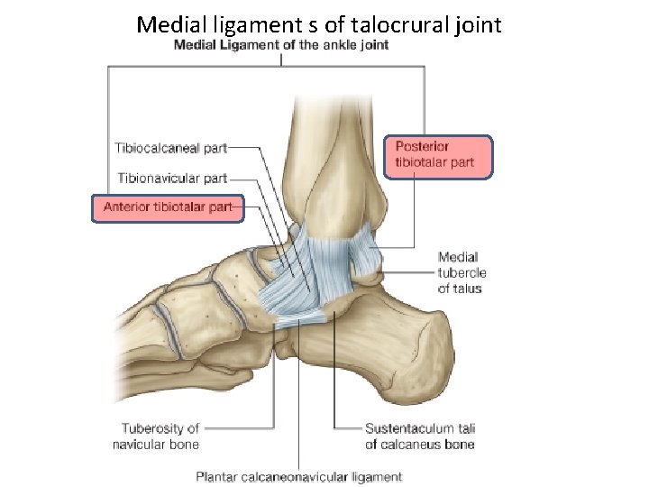 Medial ligament s of talocrural joint 