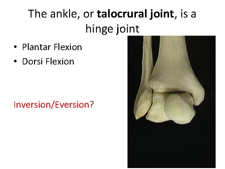 The ankle, or talocrural joint, is a hinge joint • Plantar Flexion • Dorsi