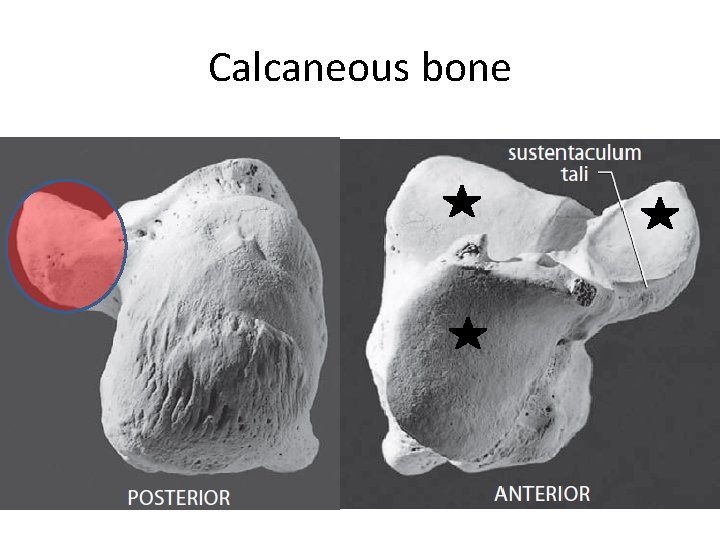 Calcaneous bone 