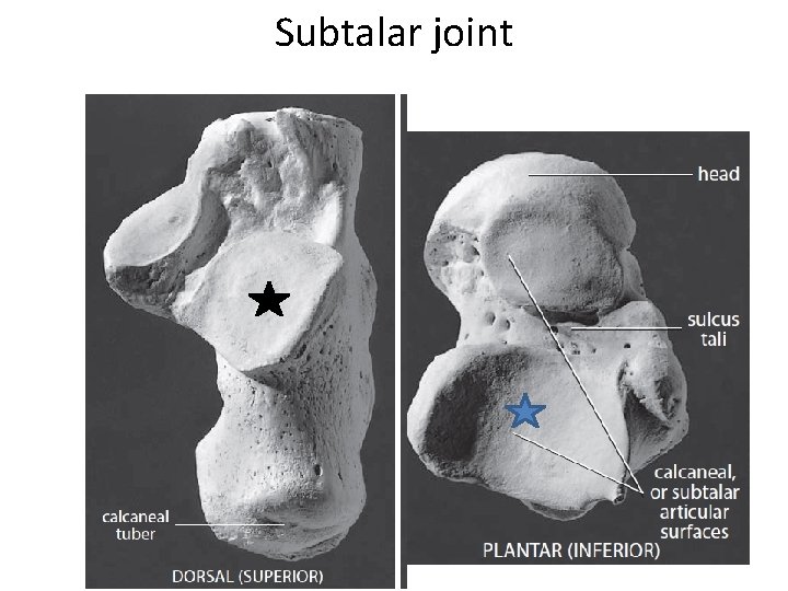 Subtalar joint 