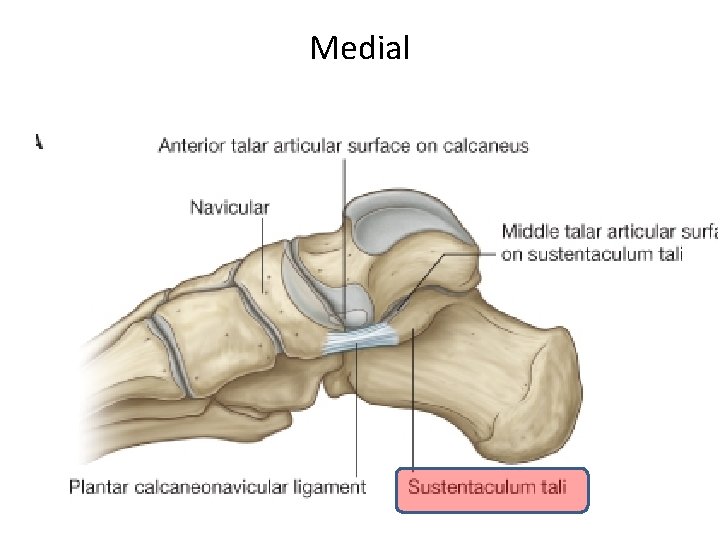Medial 