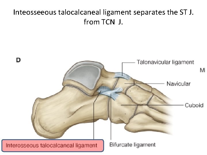 Inteosseeous talocalcaneal ligament separates the ST J. from TCN J. 