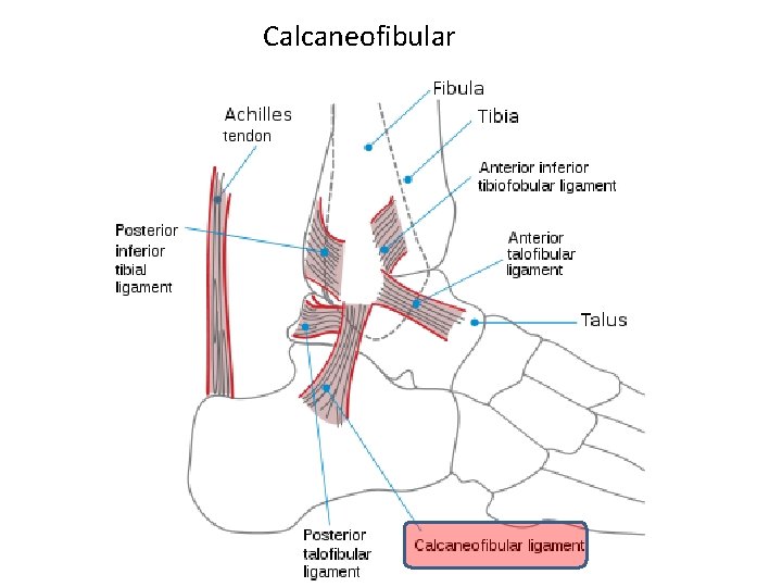 Calcaneofibular 