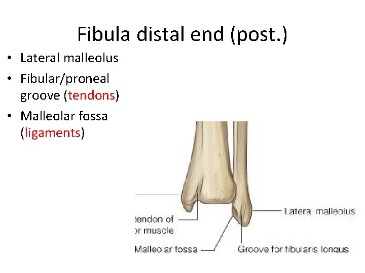 Fibula distal end (post. ) • Lateral malleolus • Fibular/proneal groove (tendons) • Malleolar