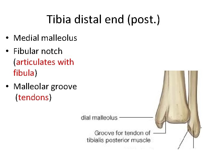 Tibia distal end (post. ) • Medial malleolus • Fibular notch (articulates with fibula)