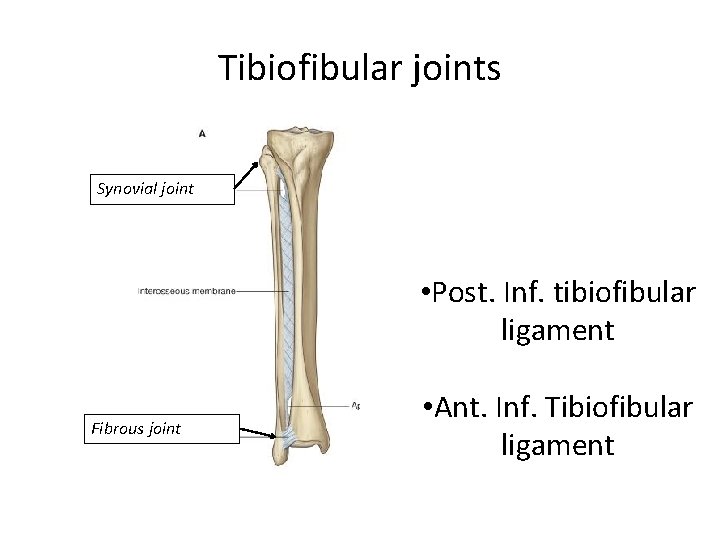 Tibiofibular joints Synovial joint • Post. Inf. tibiofibular ligament Fibrous joint • Ant. Inf.