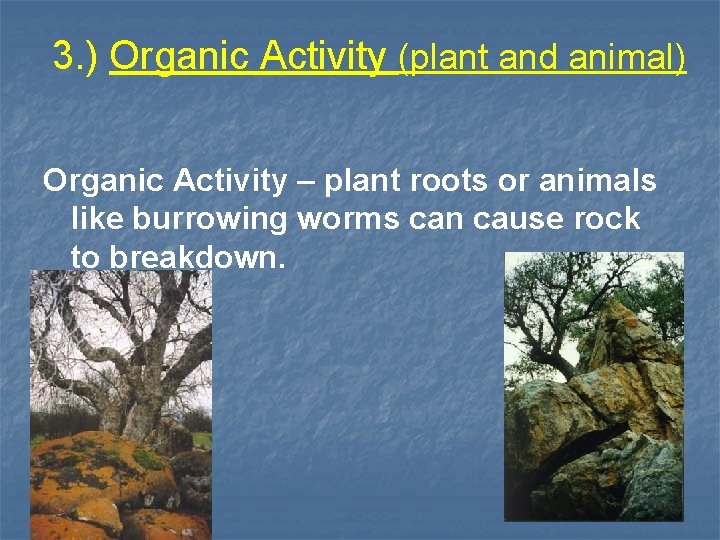 3. ) Organic Activity (plant and animal) Organic Activity – plant roots or animals