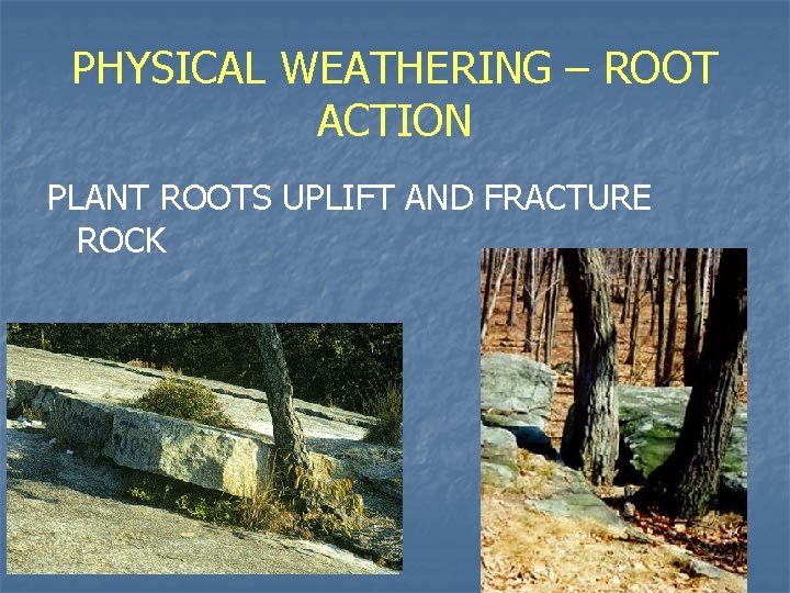 PHYSICAL WEATHERING – ROOT ACTION PLANT ROOTS UPLIFT AND FRACTURE ROCK 