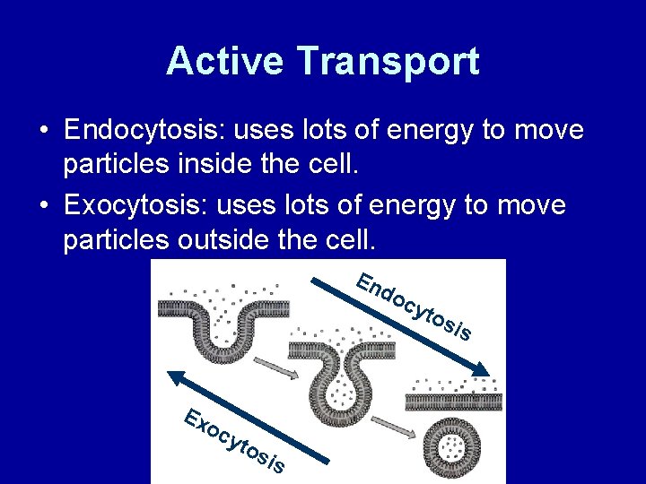 Active Transport • Endocytosis: uses lots of energy to move particles inside the cell.