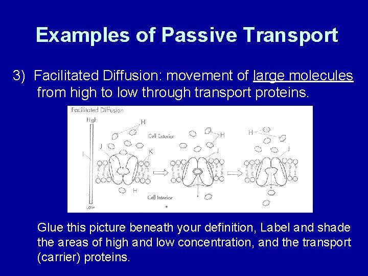 Examples of Passive Transport 3) Facilitated Diffusion: movement of large molecules from high to