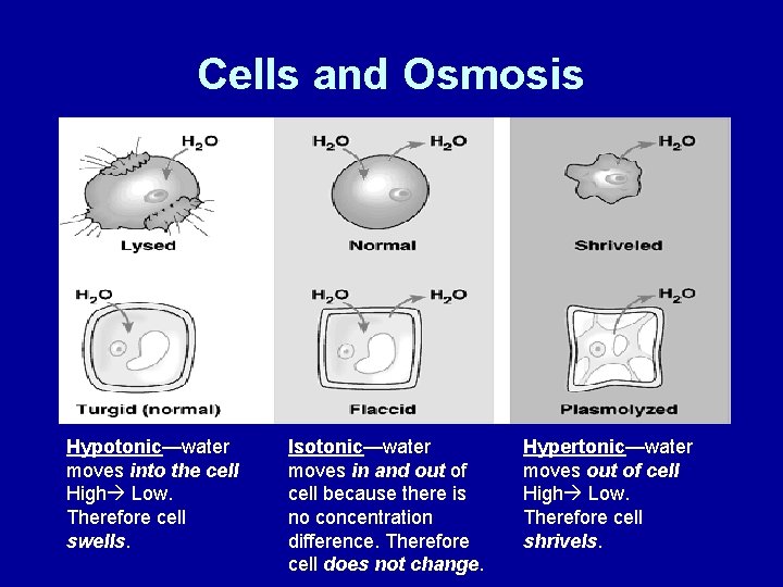 Cells and Osmosis Hypotonic—water moves into the cell High Low. Therefore cell swells. Isotonic—water