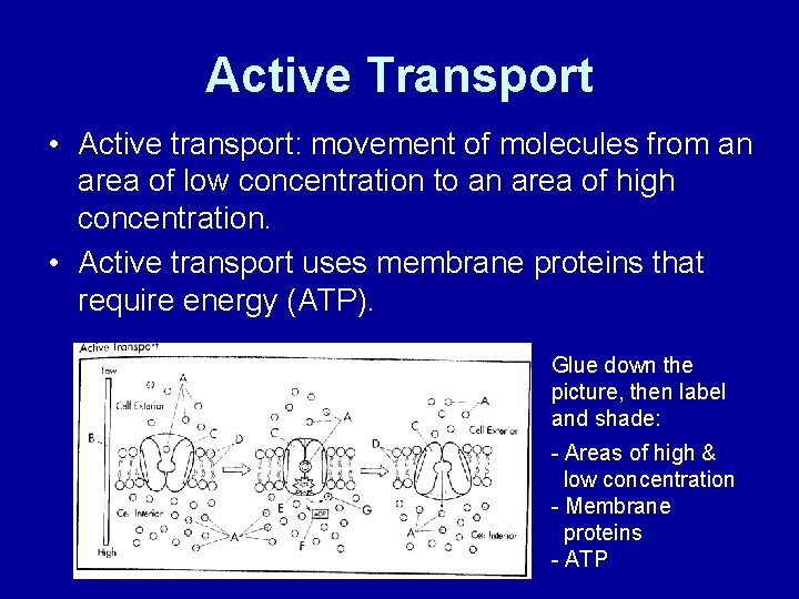 Active Transport • Active transport: movement of molecules from an area of low concentration