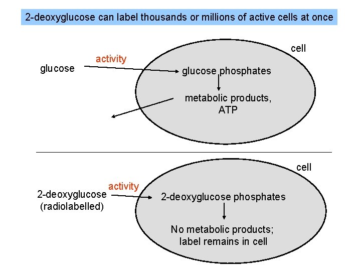 2 -deoxyglucose can label thousands or millions of active cells at once glucose cell 2 -deoxyglucose can label thousands or millions of active cells at once glucose cell