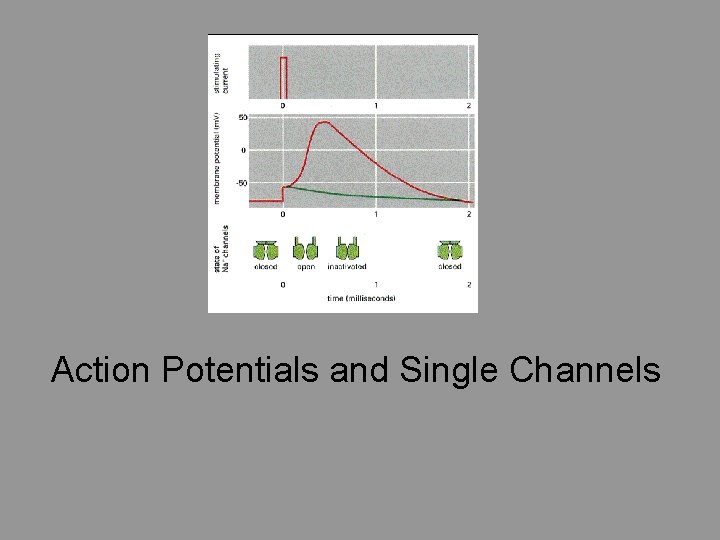 Action Potentials and Single Channels Action Potentials and Single Channels