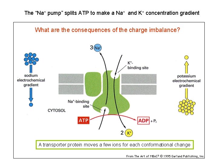 The “Na+ pump” splits ATP to make a Na+ and K+ concentration gradient What The “Na+ pump” splits ATP to make a Na+ and K+ concentration gradient What
