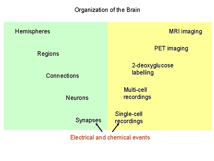 Organization of the Brain MRI imaging Hemispheres PET imaging Regions Connections Neurons Synapses 2 Organization of the Brain MRI imaging Hemispheres PET imaging Regions Connections Neurons Synapses 2