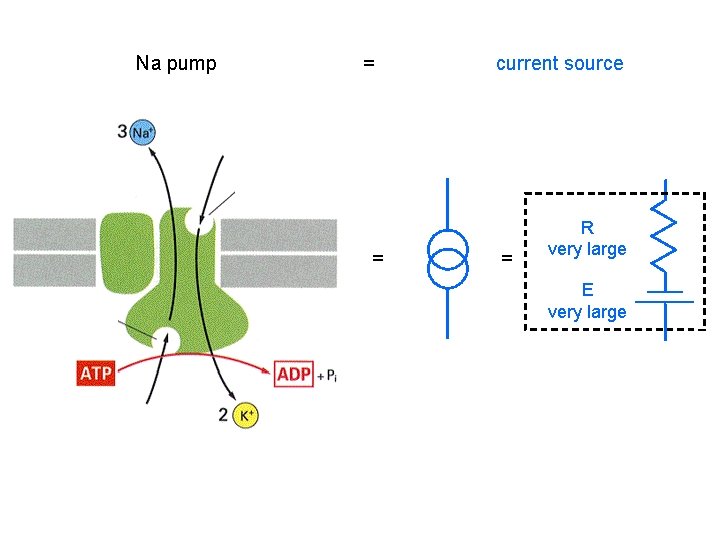 Na pump = = current source = R very large E very large Na pump = = current source = R very large E very large