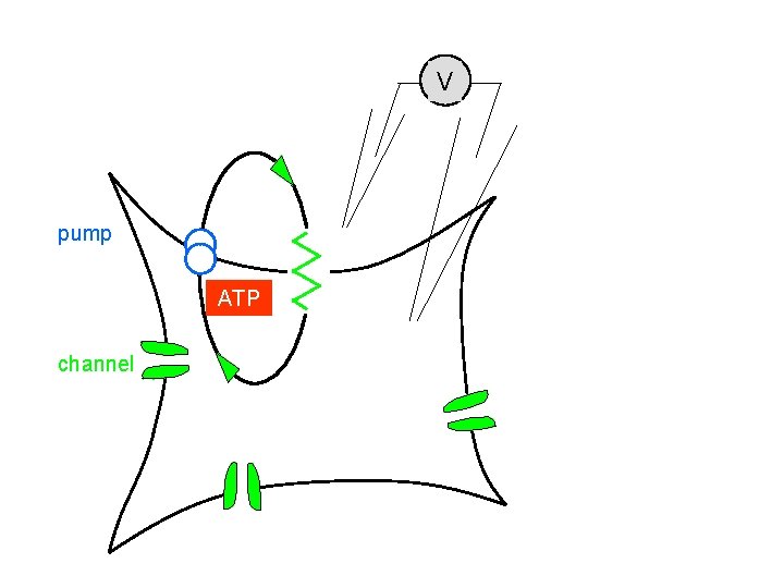 V pump ATP channel V pump ATP channel