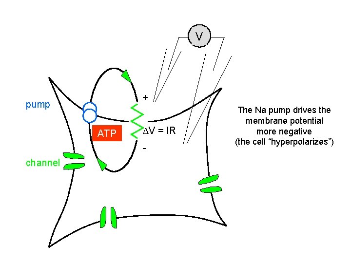 V + pump ATP DV = IR - channel The Na pump drives the V + pump ATP DV = IR - channel The Na pump drives the