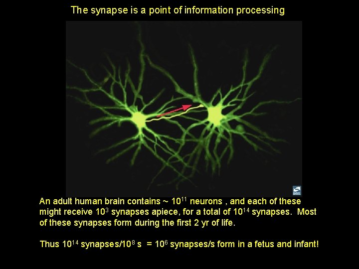 The synapse is a point of information processing An adult human brain contains ~ The synapse is a point of information processing An adult human brain contains ~