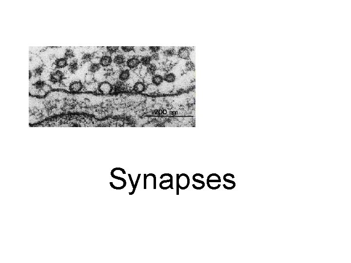 Synapses Synapses