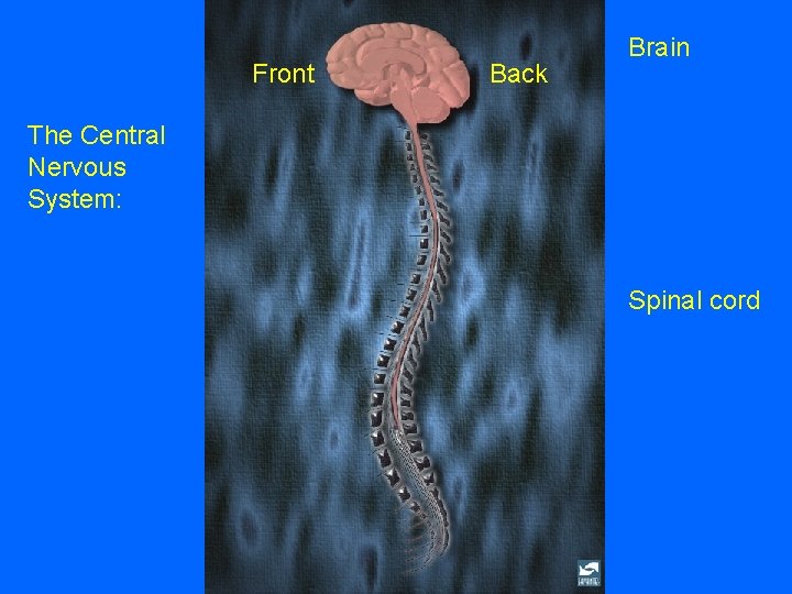 Front Back Brain The Central Nervous System: Spinal cord Front Back Brain The Central Nervous System: Spinal cord
