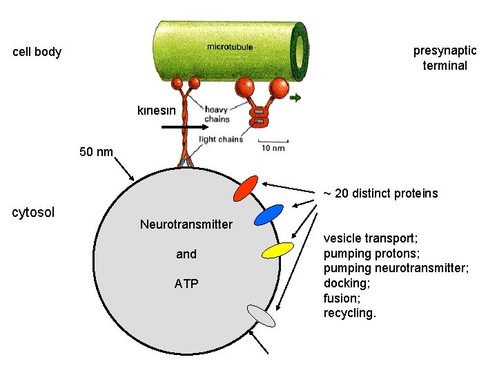 presynaptic terminal cell body kinesin 50 nm ~ 20 distinct proteins cytosol Neurotransmitter and presynaptic terminal cell body kinesin 50 nm ~ 20 distinct proteins cytosol Neurotransmitter and