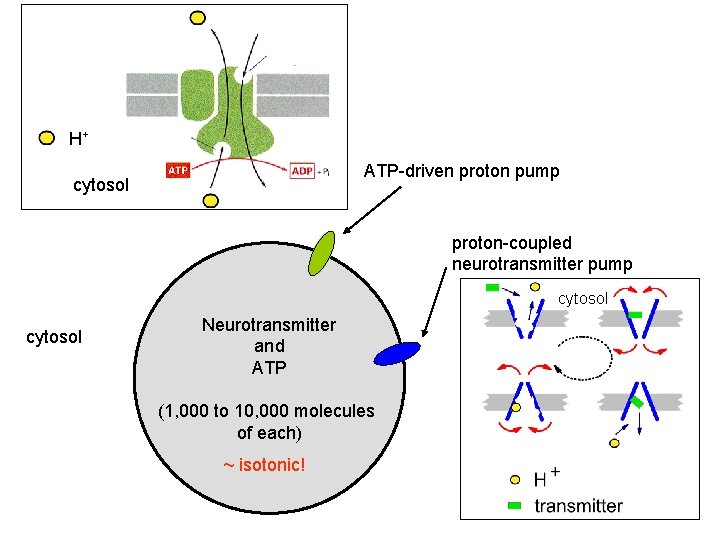 H+ ATP-driven proton pump cytosol proton-coupled neurotransmitter pump cytosol Neurotransmitter and ATP (1, 000 H+ ATP-driven proton pump cytosol proton-coupled neurotransmitter pump cytosol Neurotransmitter and ATP (1, 000