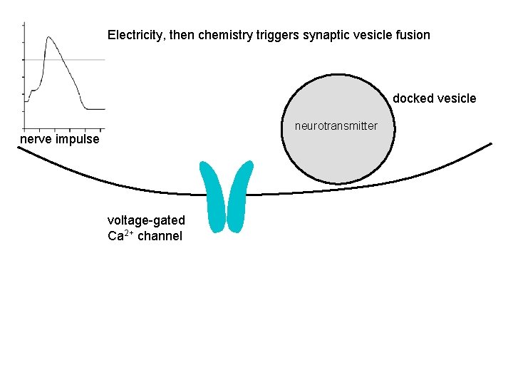 Electricity, then chemistry triggers synaptic vesicle fusion docked vesicle neurotransmitter nerve impulse voltage-gated Ca Electricity, then chemistry triggers synaptic vesicle fusion docked vesicle neurotransmitter nerve impulse voltage-gated Ca
