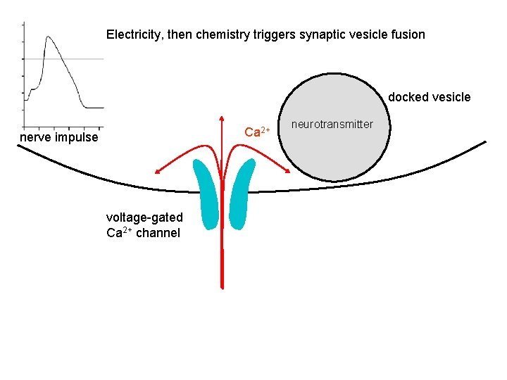 Electricity, then chemistry triggers synaptic vesicle fusion docked vesicle Ca 2+ nerve impulse voltage-gated Electricity, then chemistry triggers synaptic vesicle fusion docked vesicle Ca 2+ nerve impulse voltage-gated