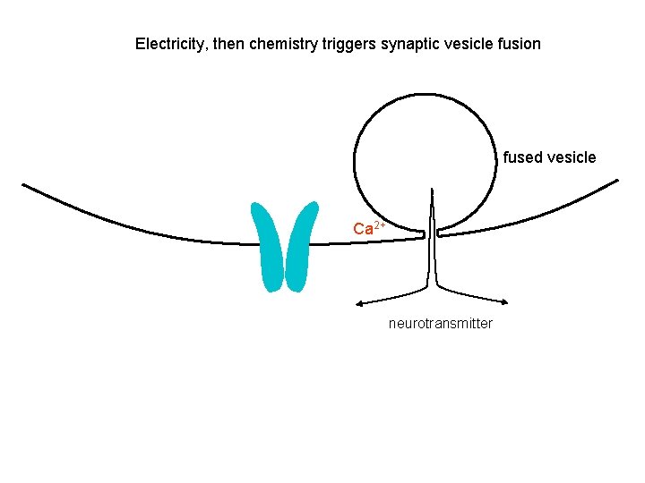 Electricity, then chemistry triggers synaptic vesicle fusion fused vesicle Ca 2+ neurotransmitter Electricity, then chemistry triggers synaptic vesicle fusion fused vesicle Ca 2+ neurotransmitter