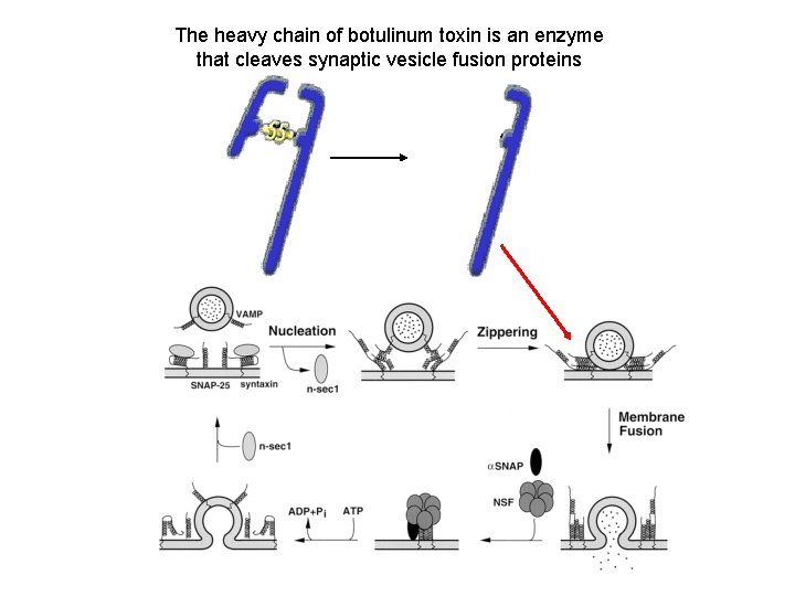 The heavy chain of botulinum toxin is an enzyme that cleaves synaptic vesicle fusion The heavy chain of botulinum toxin is an enzyme that cleaves synaptic vesicle fusion