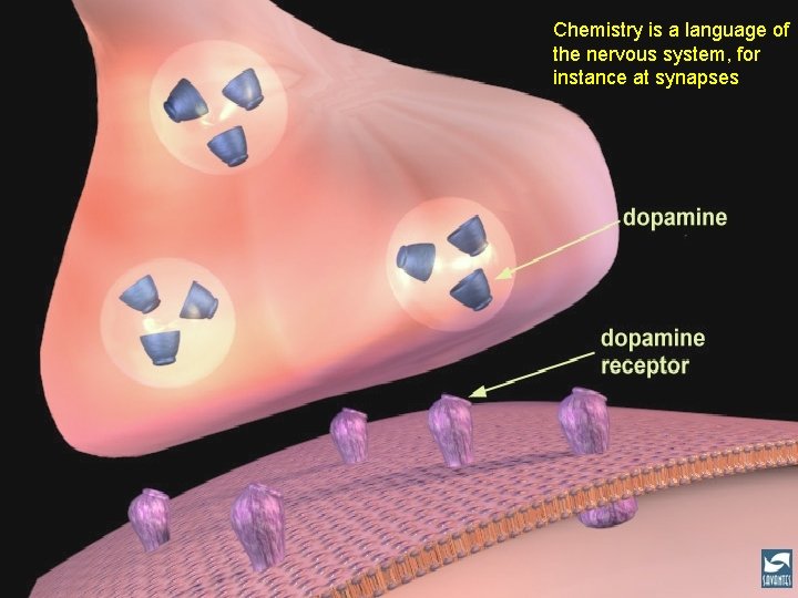 Chemistry is a language of the nervous system, for instance at synapses Chemistry is a language of the nervous system, for instance at synapses