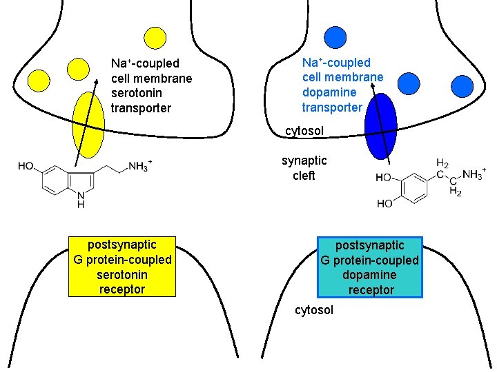 Na+-coupled cell membrane serotonin transporter Na+-coupled cell membrane dopamine transporter cytosol synaptic cleft postsynaptic Na+-coupled cell membrane serotonin transporter Na+-coupled cell membrane dopamine transporter cytosol synaptic cleft postsynaptic