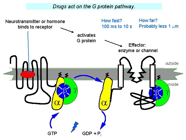Drugs act on the G protein pathway. How fast? 100 ms to 10 s Drugs act on the G protein pathway. How fast? 100 ms to 10 s