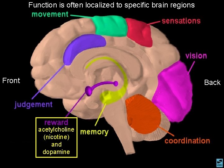 Function is often localized to specific brain regions Front Back acetylcholine (nicotine) and dopamine Function is often localized to specific brain regions Front Back acetylcholine (nicotine) and dopamine