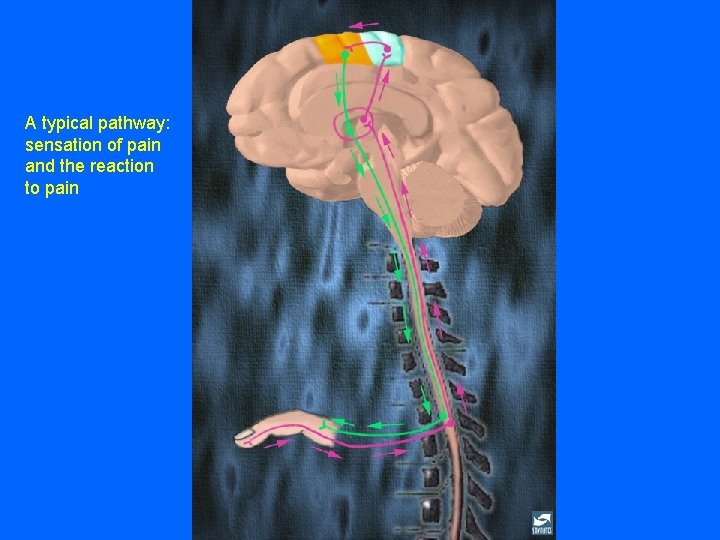 A typical pathway: sensation of pain and the reaction to pain A typical pathway: sensation of pain and the reaction to pain