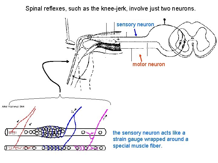 Spinal reflexes, such as the knee-jerk, involve just two neurons. sensory neuron motor neuron Spinal reflexes, such as the knee-jerk, involve just two neurons. sensory neuron motor neuron