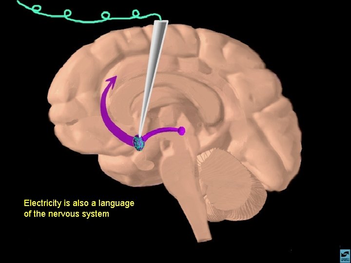 Electricity is also a language of the nervous system Electricity is also a language of the nervous system