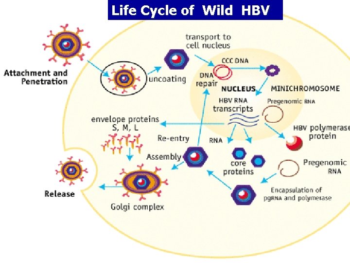 Life Cycle of Wild HBV 