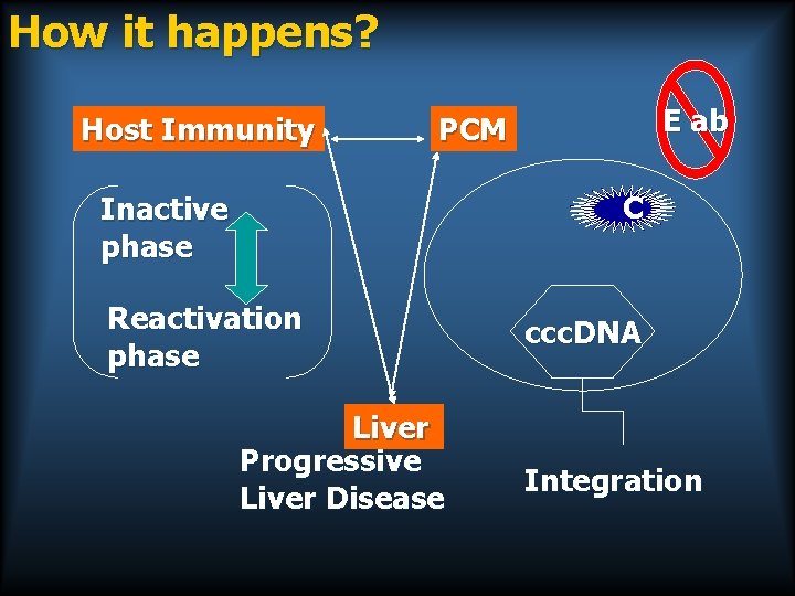 How it happens? Host Immunity E ab PCM C Inactive phase Reactivation phase Liver