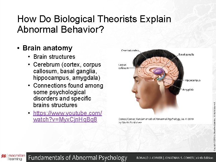 How Do Biological Theorists Explain Abnormal Behavior? • Brain anatomy • Brain structures • How Do Biological Theorists Explain Abnormal Behavior? • Brain anatomy • Brain structures •