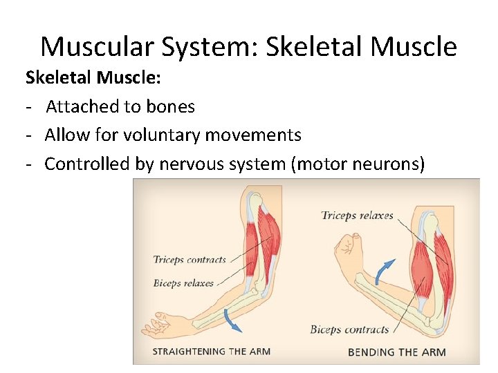 Muscular System: Skeletal Muscle: - Attached to bones - Allow for voluntary movements -