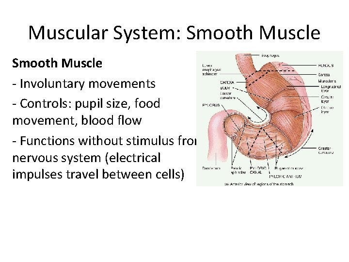 Muscular System: Smooth Muscle - Involuntary movements - Controls: pupil size, food movement, blood