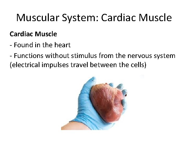 Muscular System: Cardiac Muscle - Found in the heart - Functions without stimulus from