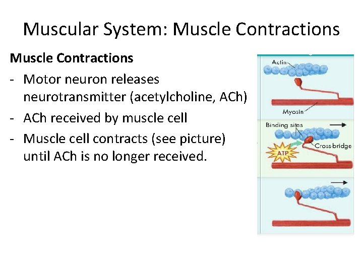 Muscular System: Muscle Contractions - Motor neuron releases neurotransmitter (acetylcholine, ACh) - ACh received